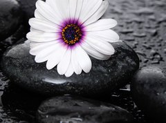 Fototapeta270 x 200  Macro of beautiful white gerbera with wet stones, 270 x 200 cm