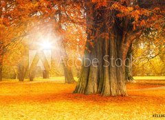 Samolepka flie 100 x 73  golden october, 100 x 73 cm