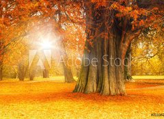 Fototapeta papír 160 x 116, 71135258 - golden october - zlatý říjen