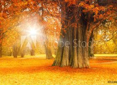 Fototapeta254 x 184  golden october, 254 x 184 cm