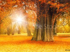 Samolepka flie 270 x 200, 71135258 - golden october - zlat jen