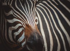 Samolepka flie 100 x 73  Zebra portrait in Prague Zoo, 100 x 73 cm