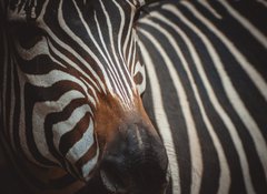 Samolepka flie 100 x 73, 71306384 - Zebra portrait in Prague Zoo - Zebra portrt v prask zoo