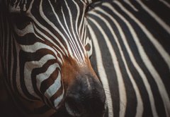 Samolepka flie 145 x 100, 71306384 - Zebra portrait in Prague Zoo - Zebra portrt v prask zoo