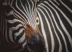 Fototapeta160 x 116  Zebra portrait in Prague Zoo, 160 x 116 cm