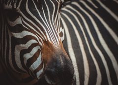 Fototapeta papr 160 x 116, 71306384 - Zebra portrait in Prague Zoo