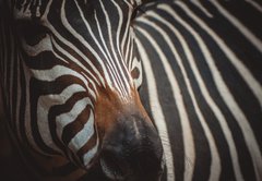 Fototapeta pltno 174 x 120, 71306384 - Zebra portrait in Prague Zoo