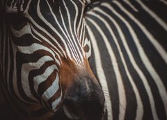 Samolepka flie 200 x 144, 71306384 - Zebra portrait in Prague Zoo - Zebra portrt v prask zoo