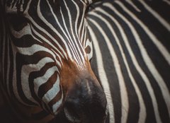 Fototapeta254 x 184  Zebra portrait in Prague Zoo, 254 x 184 cm