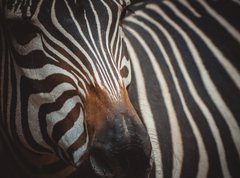Samolepka flie 270 x 200, 71306384 - Zebra portrait in Prague Zoo