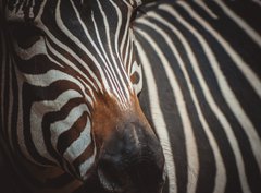 Fototapeta360 x 266  Zebra portrait in Prague Zoo, 360 x 266 cm
