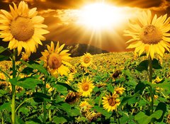 Fototapeta vliesov 100 x 73, 7160083 - Sunflowers