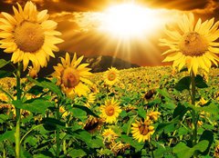 Fototapeta papr 254 x 184, 7160083 - Sunflowers
