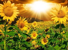 Fototapeta pltno 330 x 244, 7160083 - Sunflowers