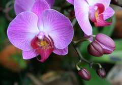 Fototapeta papr 184 x 128, 71782201 - Beautiful purple orchid - phalaenopsis