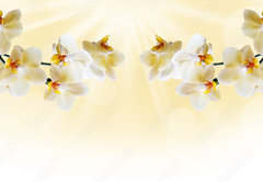 Samolepka fólie 145 x 100, 72852358 - Beautiful white orchid - Krásná bílá orchidej