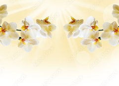 Fototapeta plátno 160 x 116, 72852358 - Beautiful white orchid - Krásná bílá orchidej
