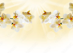 Fototapeta papr 254 x 184, 72852358 - Beautiful white orchid