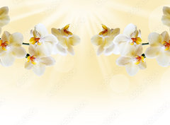 Fototapeta pltno 330 x 244, 72852358 - Beautiful white orchid