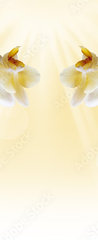 Samolepka na dveře fólie 90 x 220, 72852358 - Beautiful white orchid - Krásná bílá orchidej