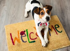 Samolepka flie 100 x 73, 73116832 - Cute dog posing on the carpet - Roztomil pes, kter pedstavuje na koberci