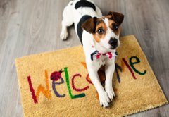 Fototapeta pltno 174 x 120, 73116832 - Cute dog posing on the carpet