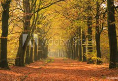 Fototapeta145 x 100  Warm autumn colors in a beautiful lane in a forest., 145 x 100 cm