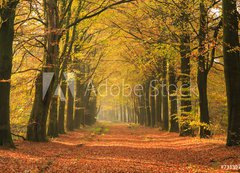 Fototapeta200 x 144  Warm autumn colors in a beautiful lane in a forest., 200 x 144 cm
