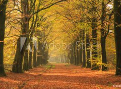 Fototapeta pltno 330 x 244, 73139707 - Warm autumn colors in a beautiful lane in a forest.