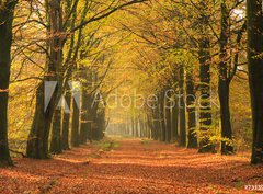 Fototapeta papír 360 x 266, 73139707 - Warm autumn colors in a beautiful lane in a forest. - Teplé podzimní barvy v krásném pruhu v lese.