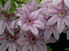 Samolepka flie 100 x 73, 732774 - clematis - klematis