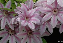 Samolepka flie 145 x 100, 732774 - clematis