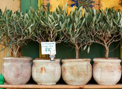 Samolepka flie 100 x 73  Olive trees bonsai, 100 x 73 cm
