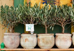 Fototapeta vliesov 145 x 100, 73385366 - Olive trees bonsai