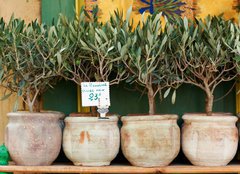 Fototapeta254 x 184  Olive trees bonsai, 254 x 184 cm