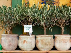 Fototapeta270 x 200  Olive trees bonsai, 270 x 200 cm