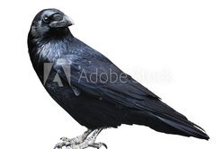 Fototapeta vliesov 145 x 100, 73535109 - Black raven. Bird isolated on white.