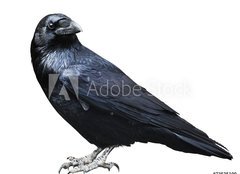 Fototapeta papr 160 x 116, 73535109 - Black raven. Bird isolated on white. - ern havran. Ptk izolovanch na blm.