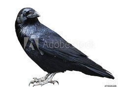 Fototapeta vliesov 270 x 200, 73535109 - Black raven. Bird isolated on white.
