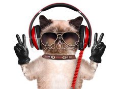 Fototapeta vliesov 100 x 73, 74275081 - Cat headphones. - Kokov sluchtka.