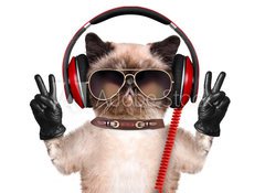 Samolepka flie 100 x 73  Cat headphones., 100 x 73 cm