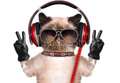 Fototapeta vliesov 145 x 100, 74275081 - Cat headphones.