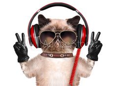 Fototapeta160 x 116  Cat headphones., 160 x 116 cm