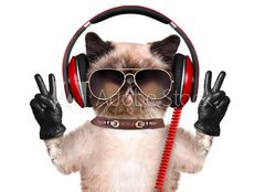 Fototapeta papr 254 x 184, 74275081 - Cat headphones.