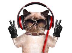 Fototapeta360 x 266  Cat headphones., 360 x 266 cm