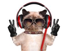 Fototapeta papr 360 x 266, 74275081 - Cat headphones.