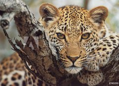 Fototapeta vliesov 100 x 73, 743250 - big cat