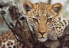 Fototapeta papr 184 x 128, 743250 - big cat - velk koka