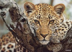 Samolepka flie 200 x 144, 743250 - big cat - velk koka