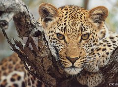 Samolepka flie 270 x 200  big cat, 270 x 200 cm
